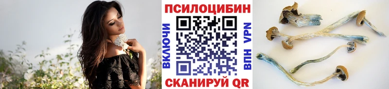 купить  цена  Кольчугино  Псилоцибиновые грибы мицелий 